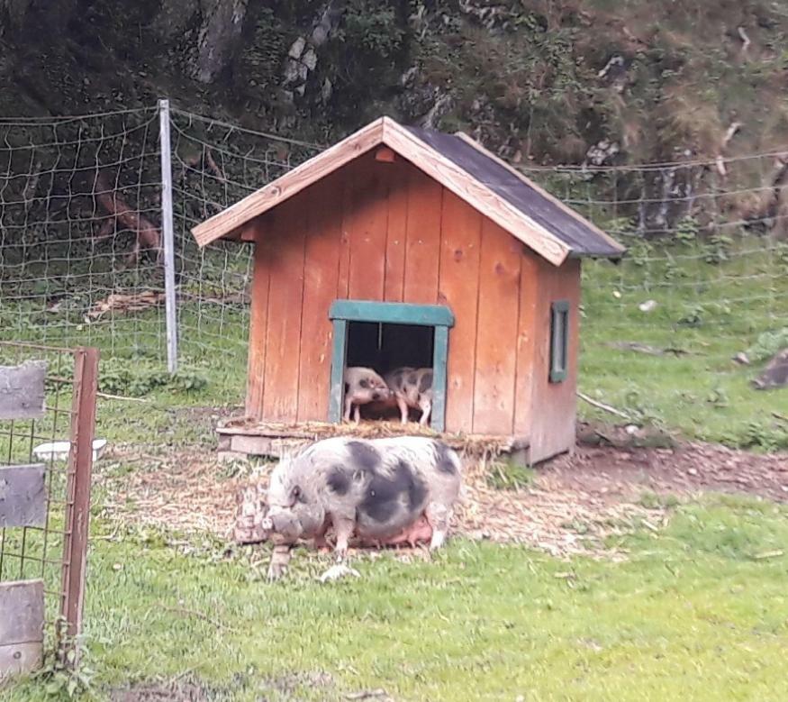 Ferienwohnung Alpklang Untertauern Exterior foto
